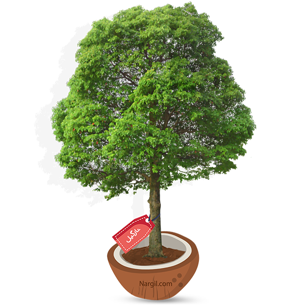 Nargil_Quercus ilex